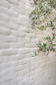 an olive tree is growing on the side of a white stucco wall with green leaves