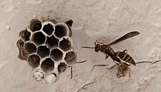 two bees in their nests on the side of a white wall, one is looking at another