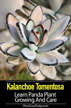 a close up of a plant with the words kalanchoe tomentosa learn panda plant growing and care