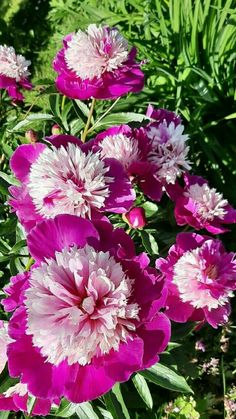 pink and white flowers blooming in a garden