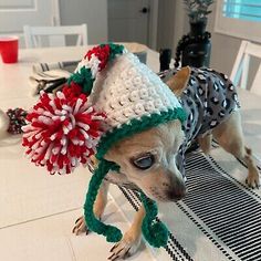 a small dog wearing a knitted hat with pom - poms on it's head