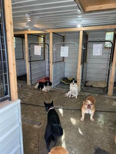 three dogs are standing in an enclosed area