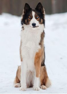 a brown and white dog sitting in the snow looking off to the side with blue eyes