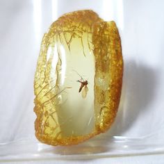 Baltic amber, with an insect fossil inclusion (dated 30+ million years old).  FYI this is step one to Jurassic park. Cool Rocks, Amber Necklace