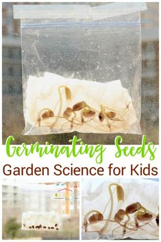 seed science for kids is an easy way to learn how to grow seeds in the garden