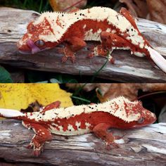 two pictures of an orange and white gecko sitting on a tree branch with its tongue out