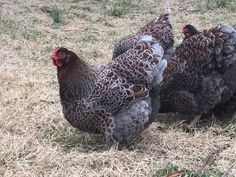 three chickens are standing in the grass together