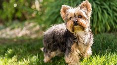 a small brown and black dog standing in the grass