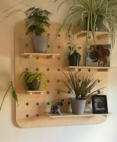 a wooden shelf with plants and pictures on it