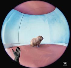 a guinea pig sitting on top of a pink floor next to a giant blue object