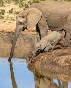 an adult elephant standing next to a baby elephant near the water's edge with its trunk in it's mouth