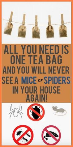 a sign that says all you need is one tea bag and you will never see a mice or spider in your house again