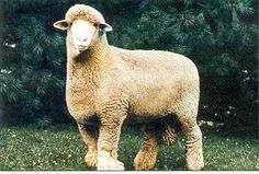 a sheep standing on top of a lush green field with trees in the back ground