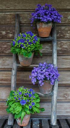 three potted plants are sitting on an old wooden ladder, with purple flowers in them