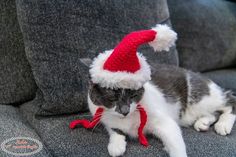 a grey and white cat wearing a red santa hat on top of a gray couch