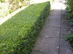 a sidewalk that is lined with green grass