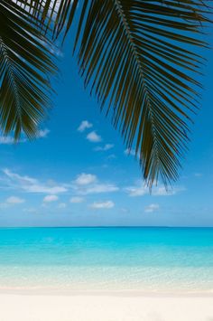 a beach with blue water and white sand under a palm leafy tree branch in the foreground