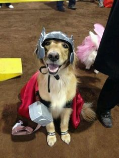 a dog wearing a helmet sitting on the ground