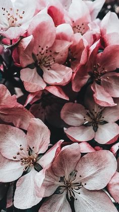 pink flowers are blooming on the tree