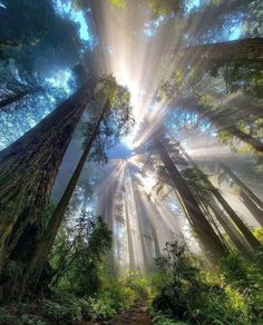 sunlight shining through the trees in a forest