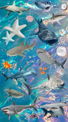 many different types of sharks in the water