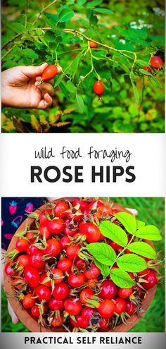 two pictures with the words wild food foraging rose hipss and an image of berries