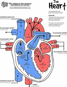 the heart diagram with labels on it