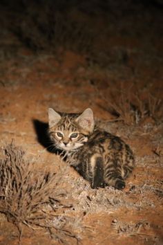 a small kitten sitting on top of a dry grass covered field next to bushes and brush