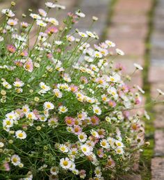 a bunch of white and yellow flowers sitting in the middle of a brick walkway next to some grass