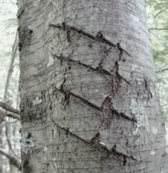 the trunk of a large tree with vines on it's bark is shown in this image