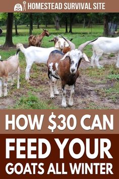 goats and goats are standing in the grass with text that reads how $ 30 can feed your goats all winter