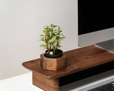 a small potted plant sitting on top of a wooden desk next to a computer