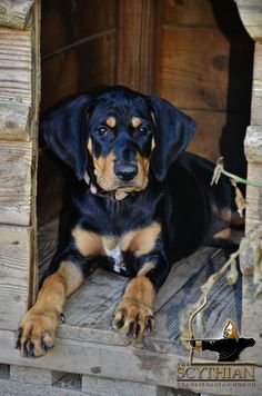 a black and brown dog laying on top of a wooden platform