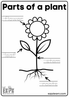 parts of a plant worksheet for kids with pictures and words to print out