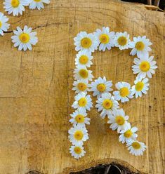 daisies are arranged in the shape of the letter h on a tree stump that has been cut into smaller pieces