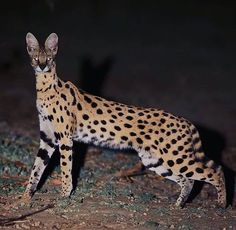 a cat standing on top of a dirt field