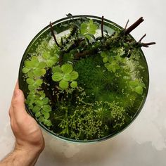 a hand holding a bowl filled with water and green plants on top of a white table