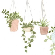 three potted plants hanging from hooks on a wall