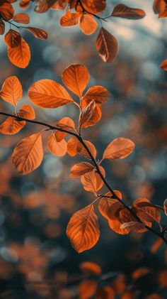 the branches of a tree with orange leaves