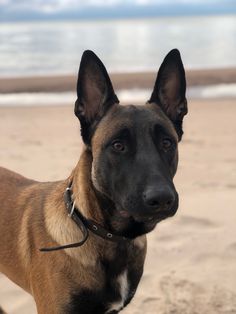 a brown and black dog standing on top of a sandy beach