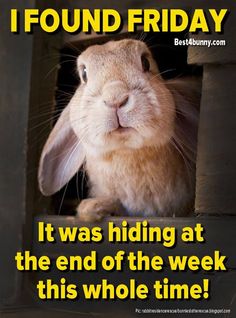 a rabbit sitting in a hole with the caption, i found friday it was hiding at the end of the week this whole time