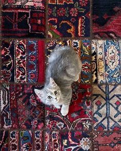 a cat laying on top of a rug covered in lots of different colored carpeting