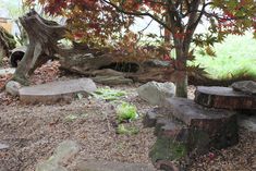 a tree stump sitting in the middle of a forest filled with lots of leaves and rocks