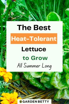 the best heat tolerant lettuce to grow all summer long