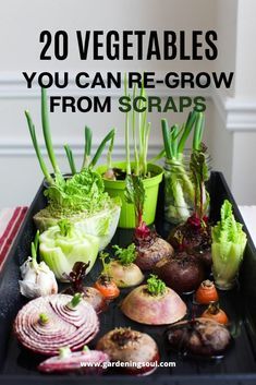 a tray filled with vegetables and herbs on top of a table next to the words, foods that will regrow from kitchen scraps