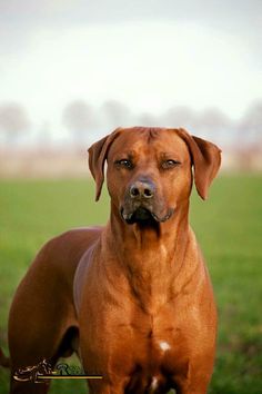 a large brown dog standing on top of a lush green field