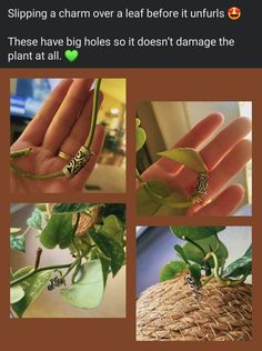 a person holding a plant with rings on it's fingers and the caption saying, flipping a charm over a leaf before it turns