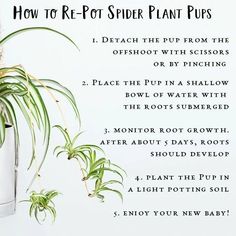 a potted plant with instructions for how to prop spider plant pus in it