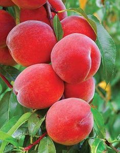 a bunch of peaches hanging from a tree