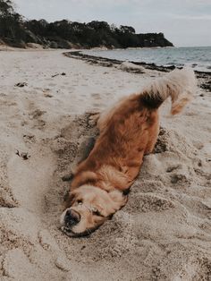 a brown dog laying on top of a sandy beach